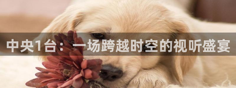 袋鼠在线直播体育