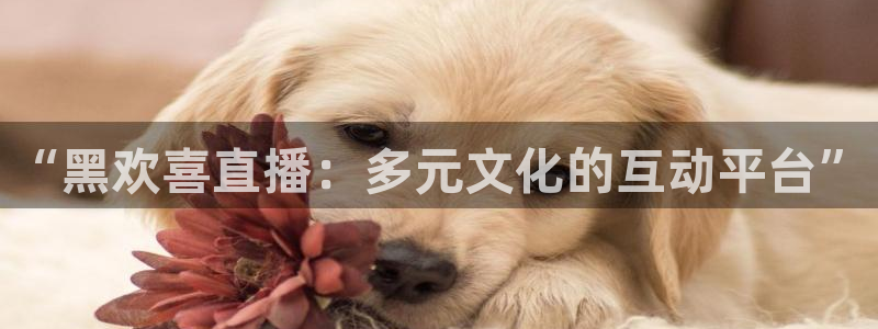 袋鼠足球直播：“黑欢喜直播：多元文化的互动平台”